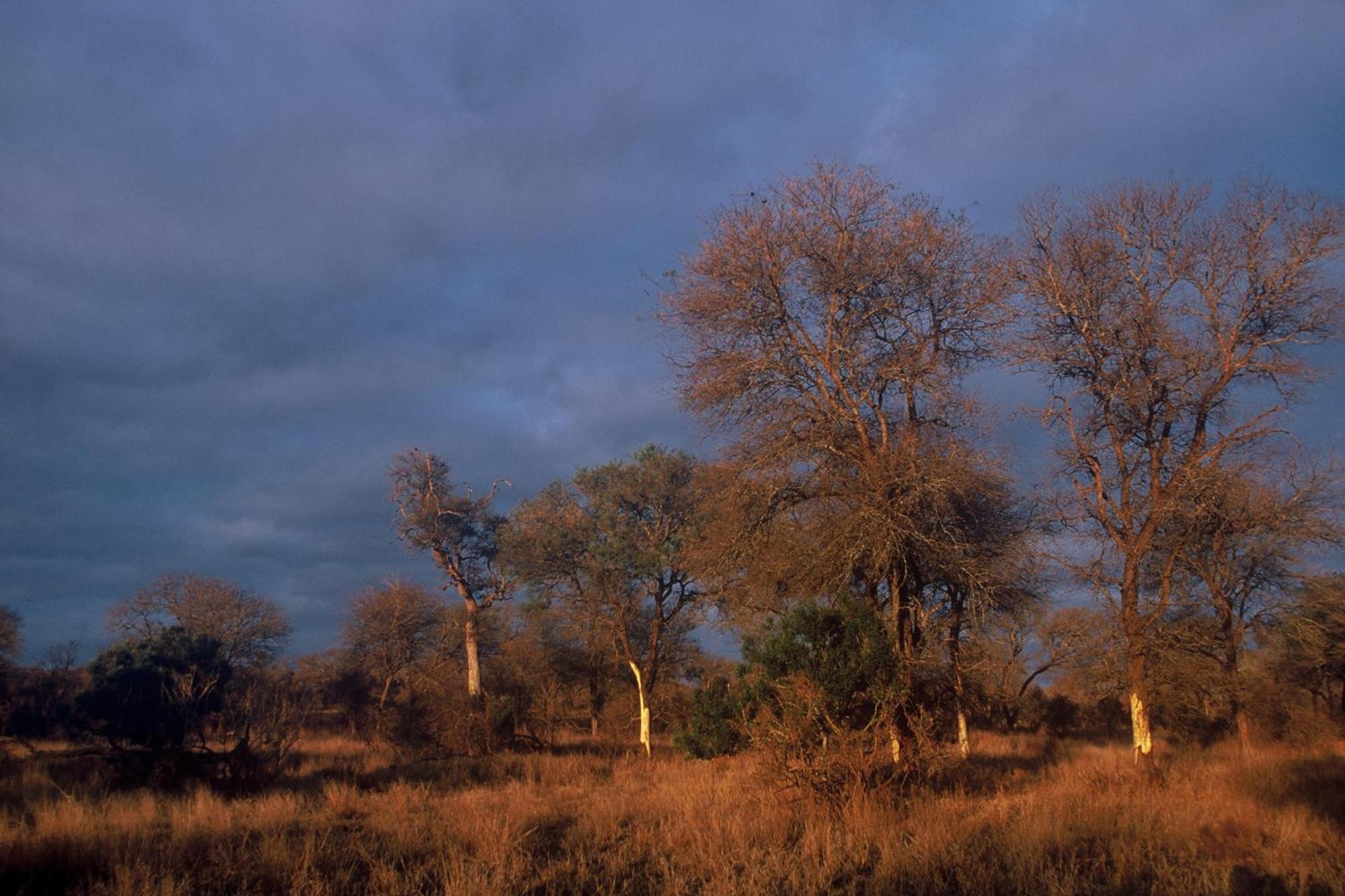 Rhino Post Safari Lodge Скукуза Екстер'єр фото